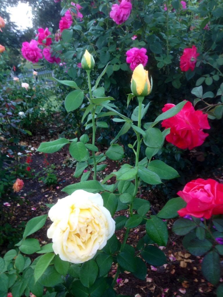  photo zzzef0920a_zpsefd02e78.jpg