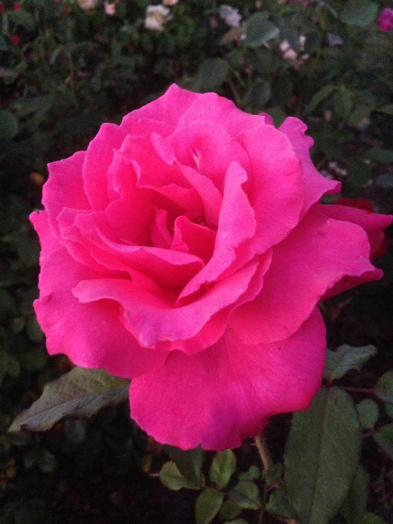  photo zzzelectron0925a_zps2318c675.jpg