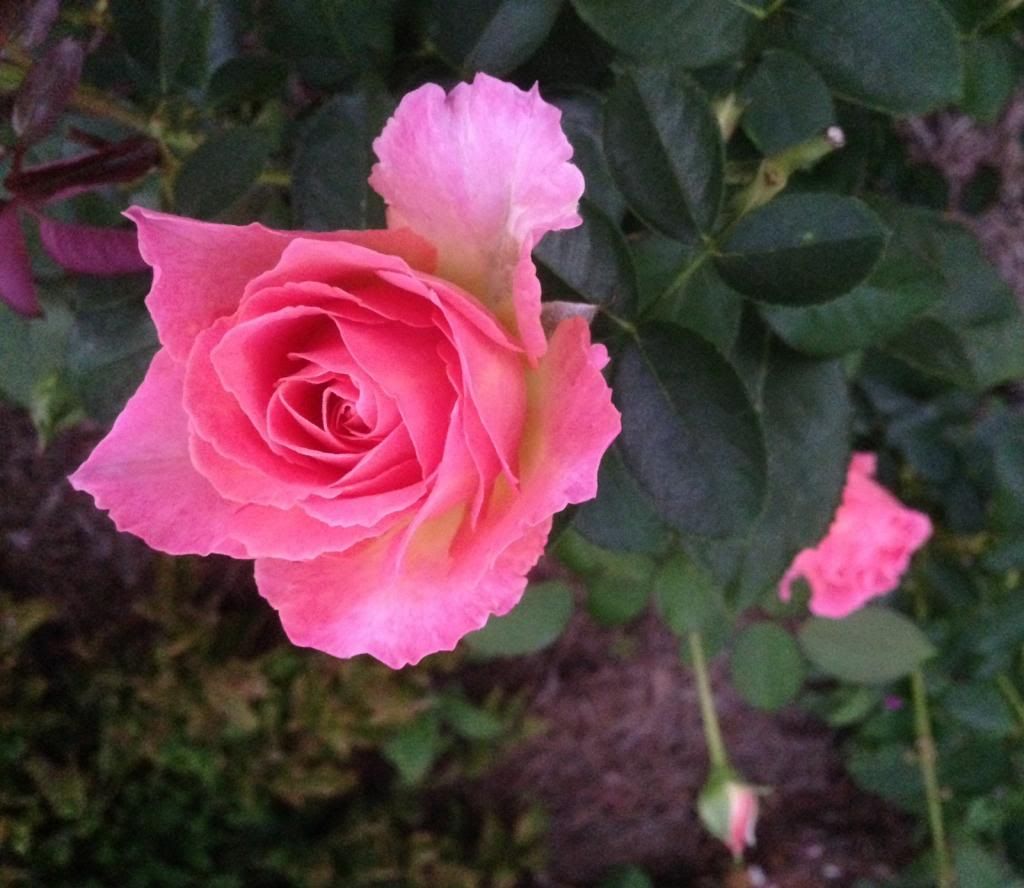  photo zzzelle0925_zps1ca2dd6a.jpg