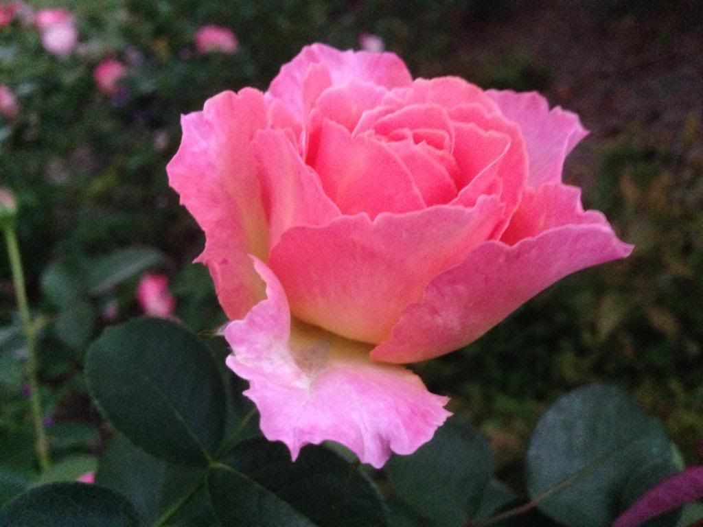 photo zzzelle0925c_zps7e8880a4.jpg