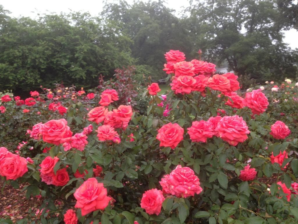  photo zzzfc0818_zps8f768ba5.jpg