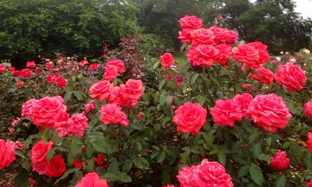  photo zzzfc2014a_zps57b529da.jpg