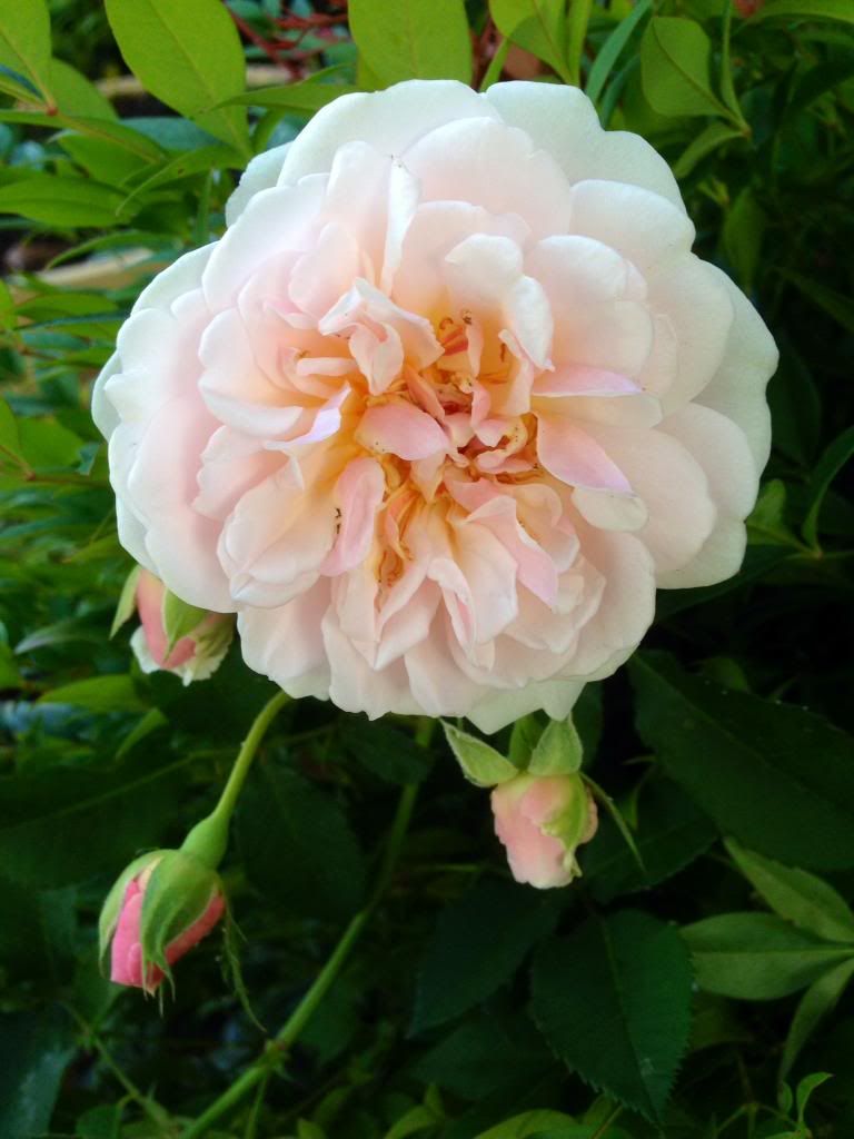  photo zzzfelicia1004_zps775f8601.jpg