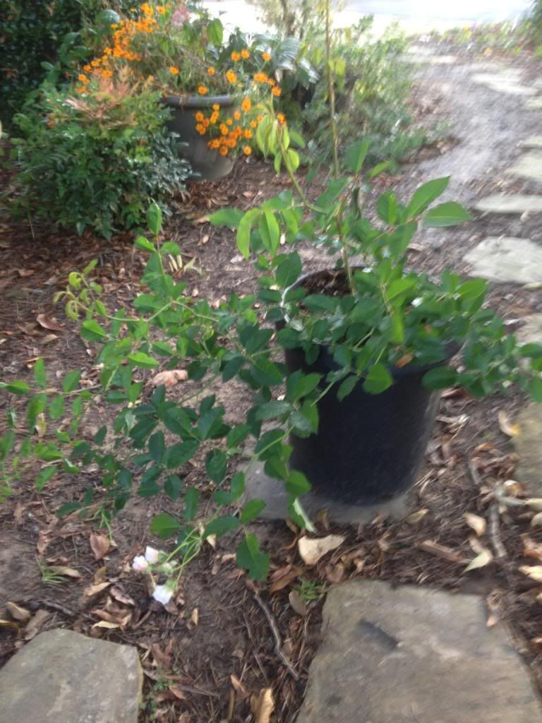  photo zzzfelicia1015a_zpsaeafb905.jpg