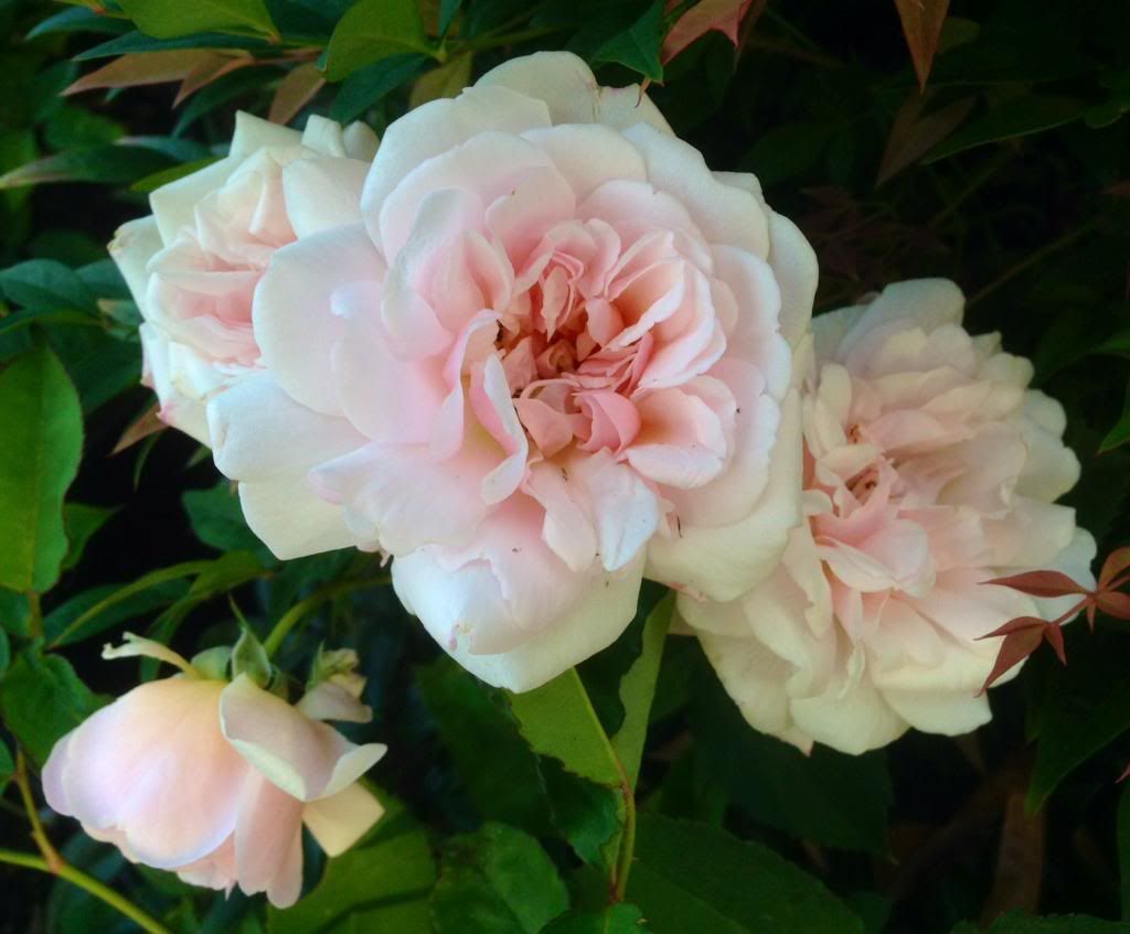  photo zzzfelicia1021b_zpsc040c520.jpg