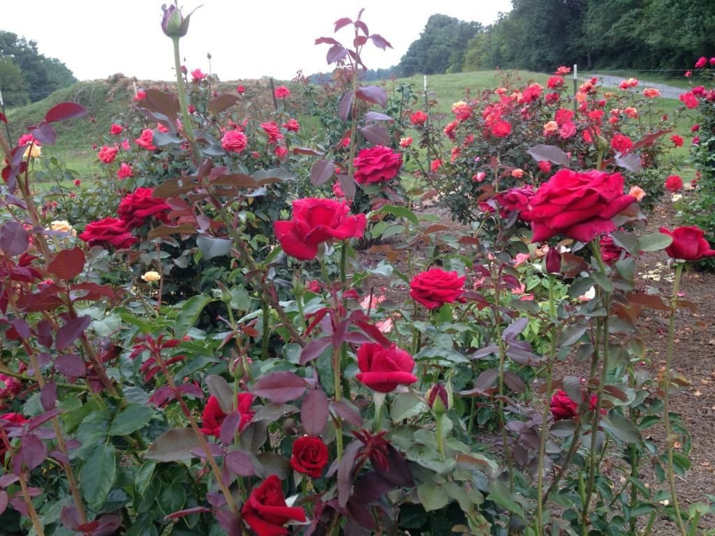  photo zzzff0810_zps2a50d1e5.jpg