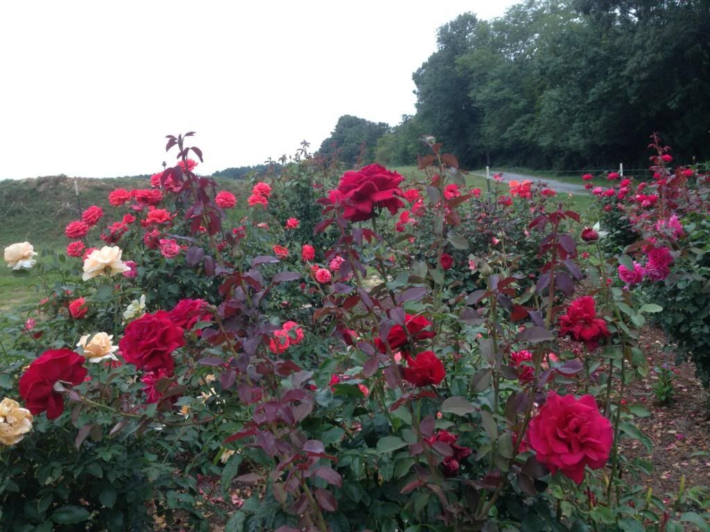  photo zzzff0817_zps35960eb0.jpg