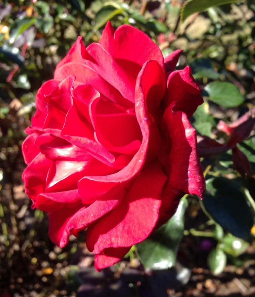  photo zzzff1101a_zps6f0f79f7.jpg