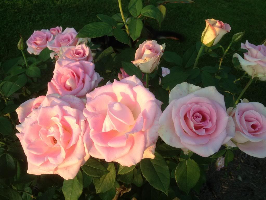  photo zzzfil0825b_zpsbb435a02.jpg