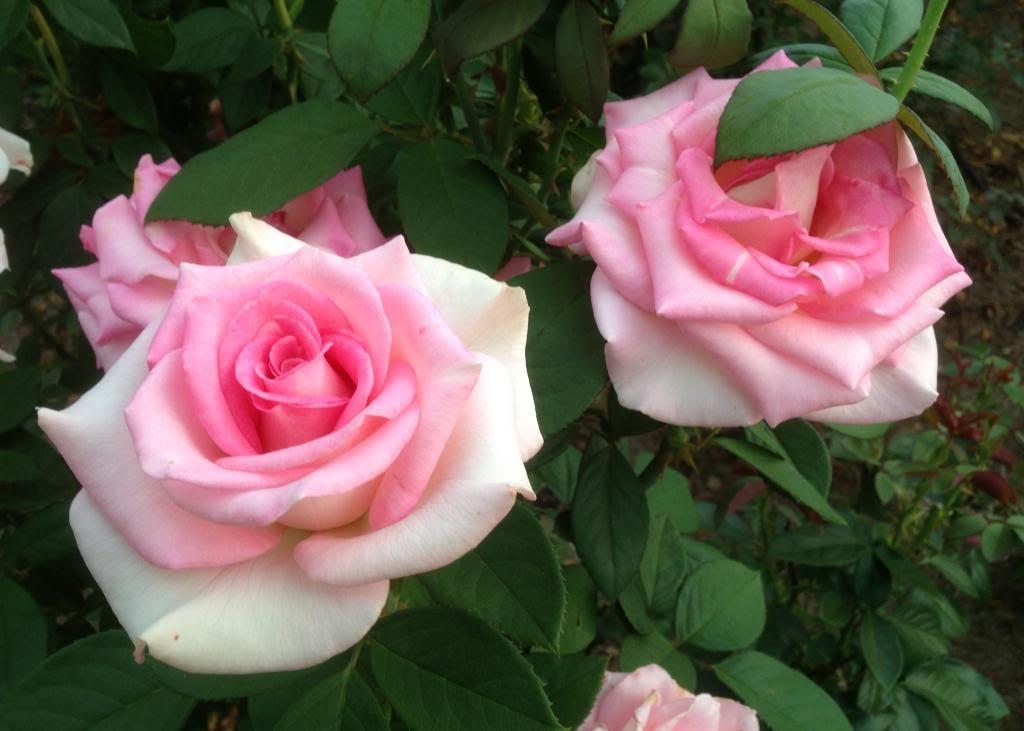 photo zzzfil0905_zpscea1c7da.jpg