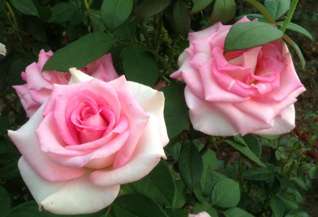  photo zzzfil0905a_zps95fb1359.jpg