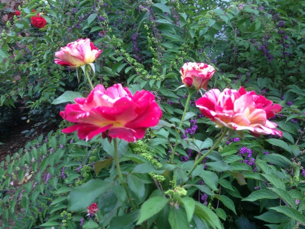  photo zzzgb0820_zps283cfc0b.jpg