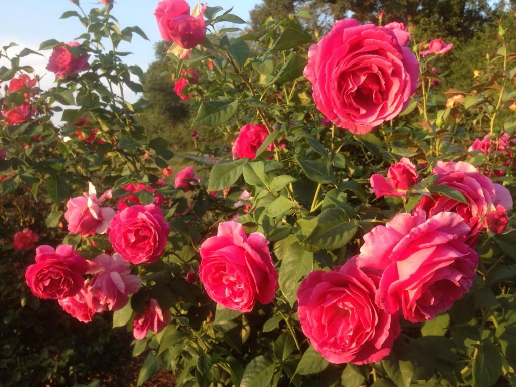  photo zzzgd0909_zps5e732e70.jpg