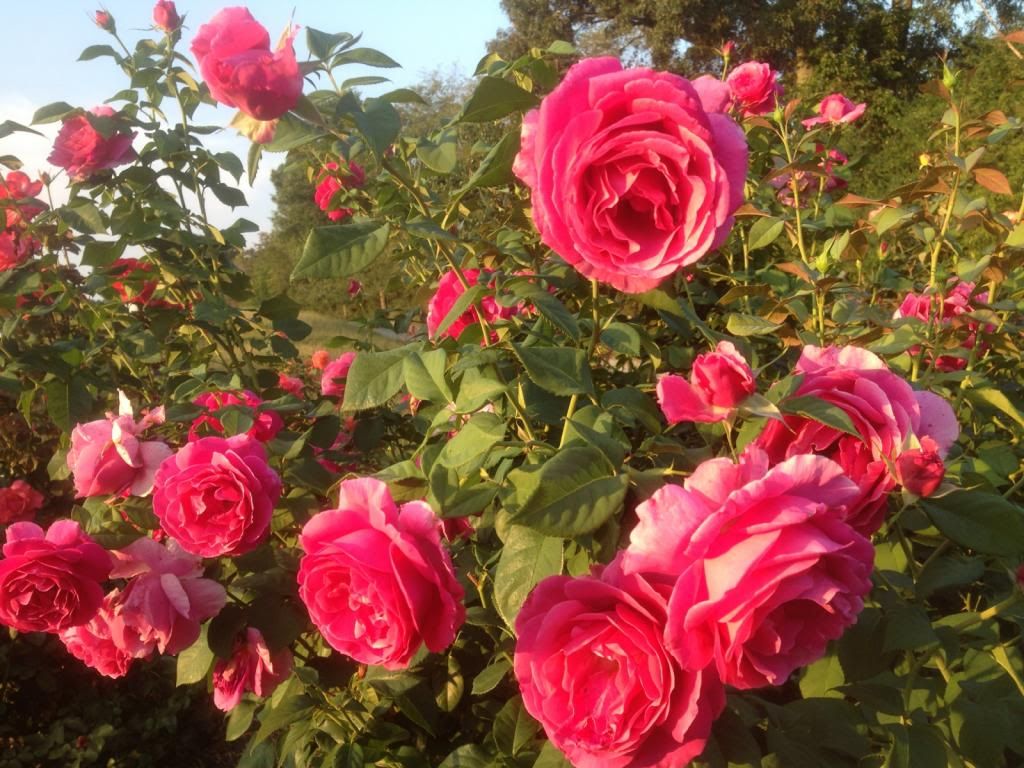  photo zzzgd0909b_zps80e23865.jpg