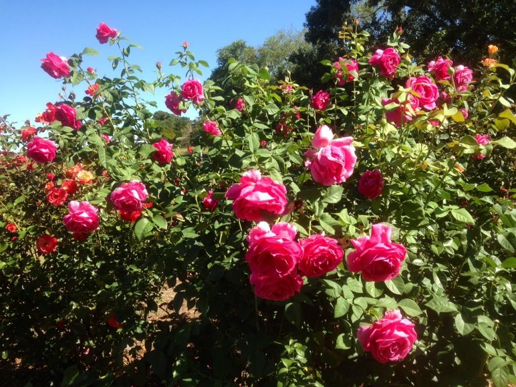 photo zzzgd0915c_zps86ce0221.jpg