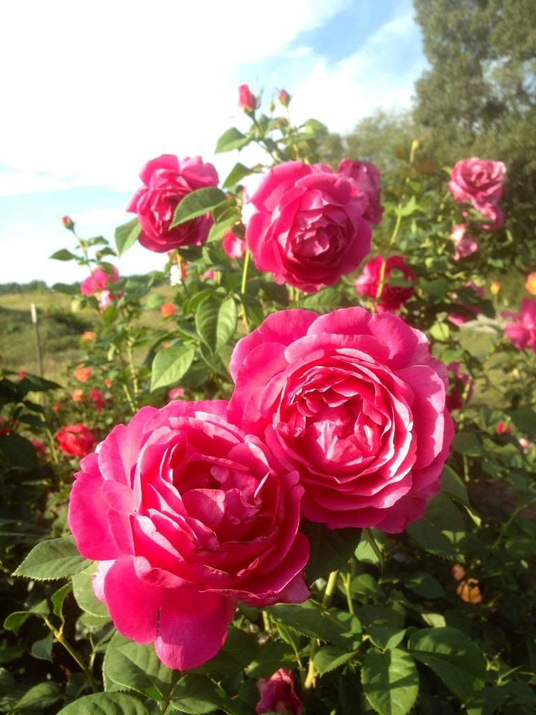 photo zzzgd0918_zpsaed35b5d.jpg