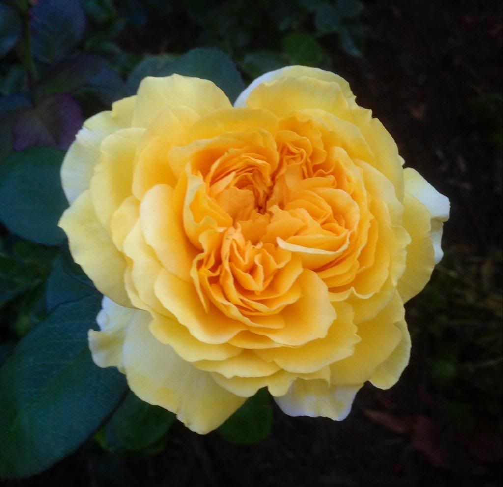  photo zzzgl0920_zpsa241af3e.jpg