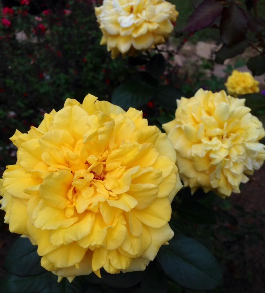 photo zzzgl1001c_zps756b41f5.jpg