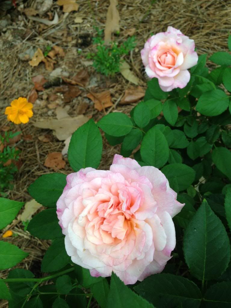  photo zzzgrussie0805b_zpseae690e1.jpg