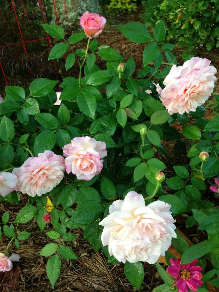  photo zzzgrussie0807c_zps8e78faea.jpg