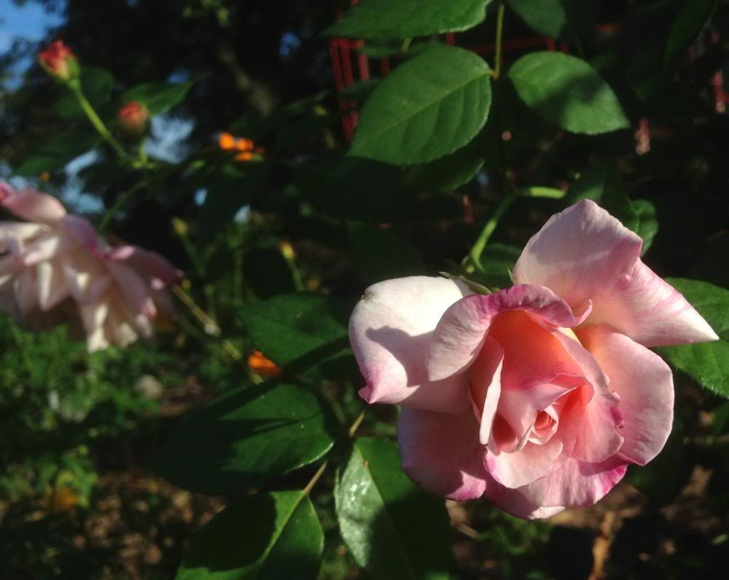  photo zzzgrussie0914b_zpscc7d4570.jpg