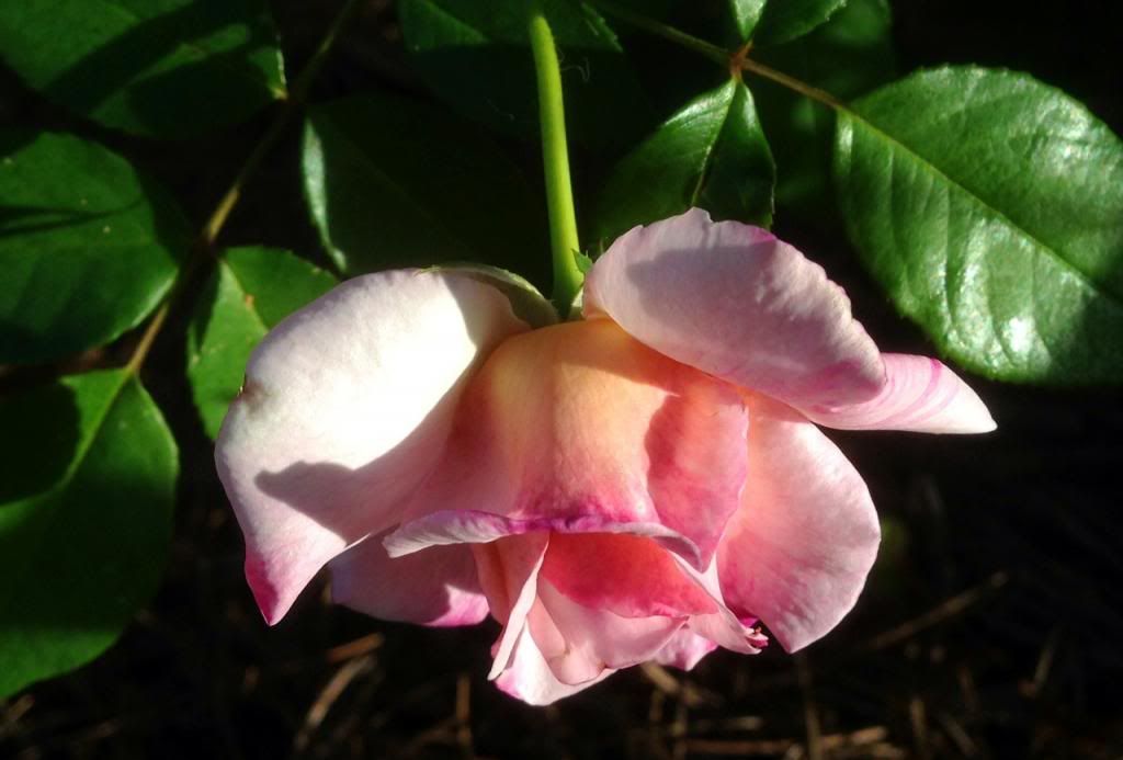  photo zzzgrussie0915_zps74865419.jpg