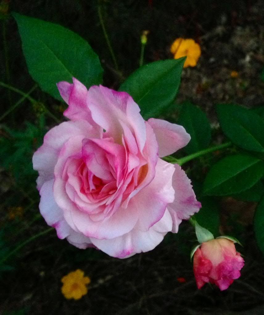  photo zzzgrussie0918a_zpsfdc8505a.jpg