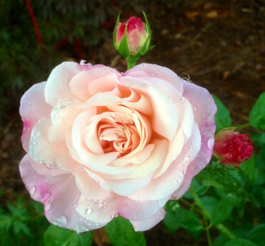  photo zzzgrussie0920f_zps06ae00e7.jpg