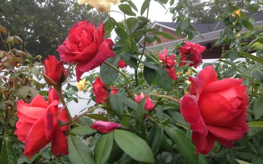 photo zzzhc0925_zps06ea6c13.jpg