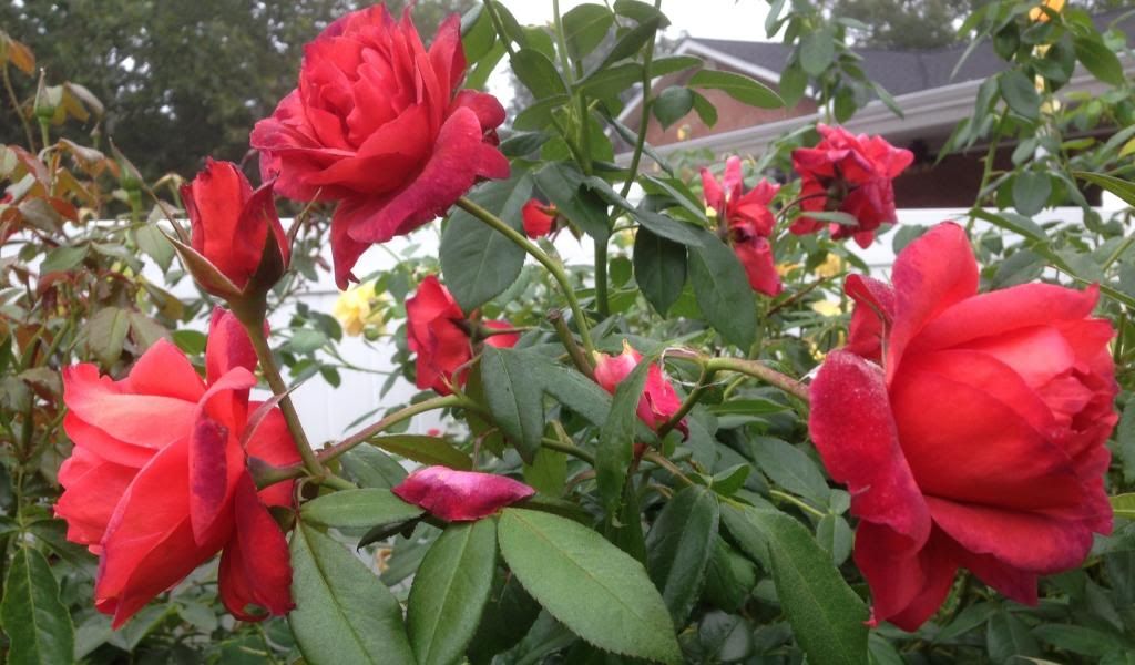  photo zzzhc0925a_zpse26583d2.jpg