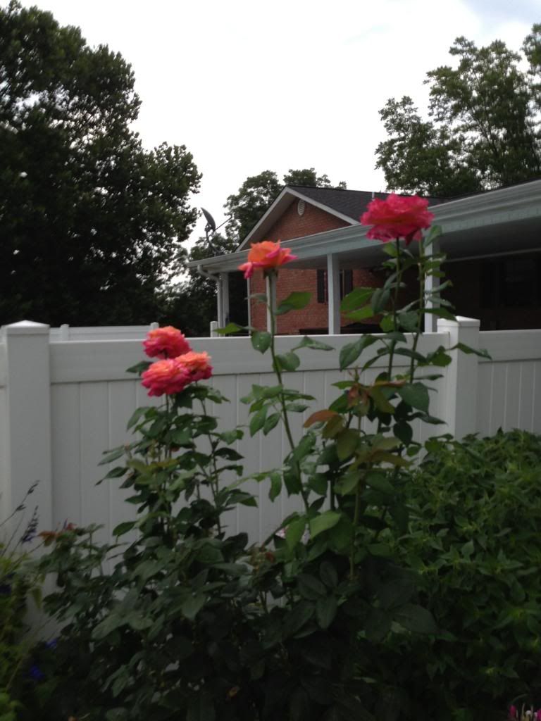 photo zzzhog0806a_zps48ae4c34.jpg