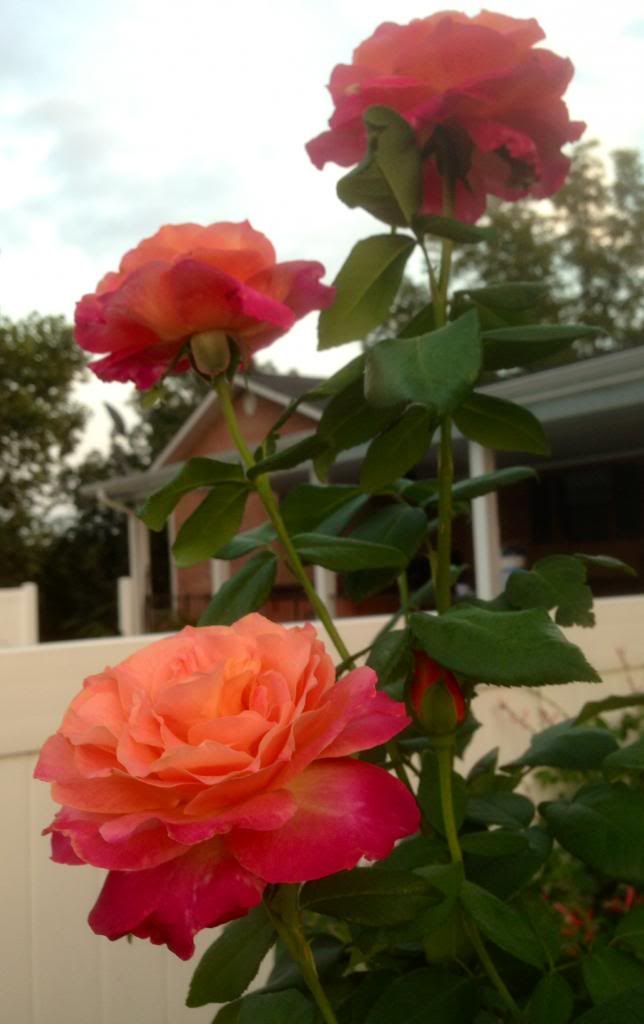  photo zzzhog0920a_zps3d7e98a2.jpg