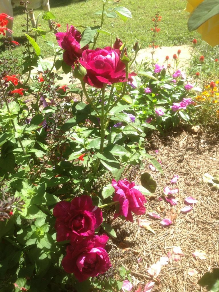  photo zzzintrigue0921a_zpsc3161833.jpg