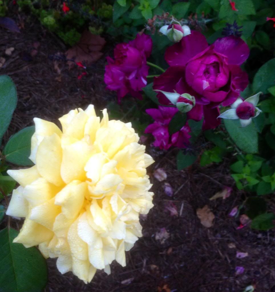  photo zzzintrigueandgl0924_zpsfebd3b62.jpg