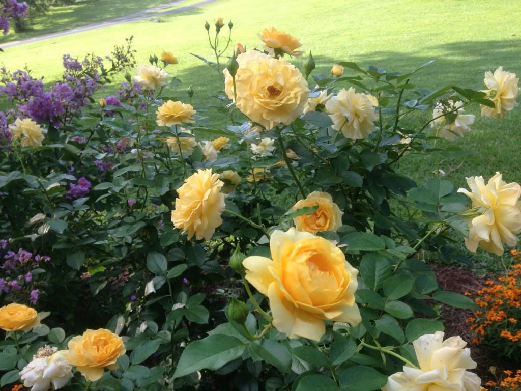  photo zzzjc0822c_zps0bdd559f.jpg