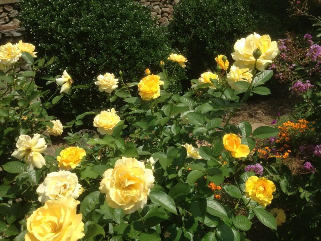  photo zzzjc0825d_zps44868f4b.jpg