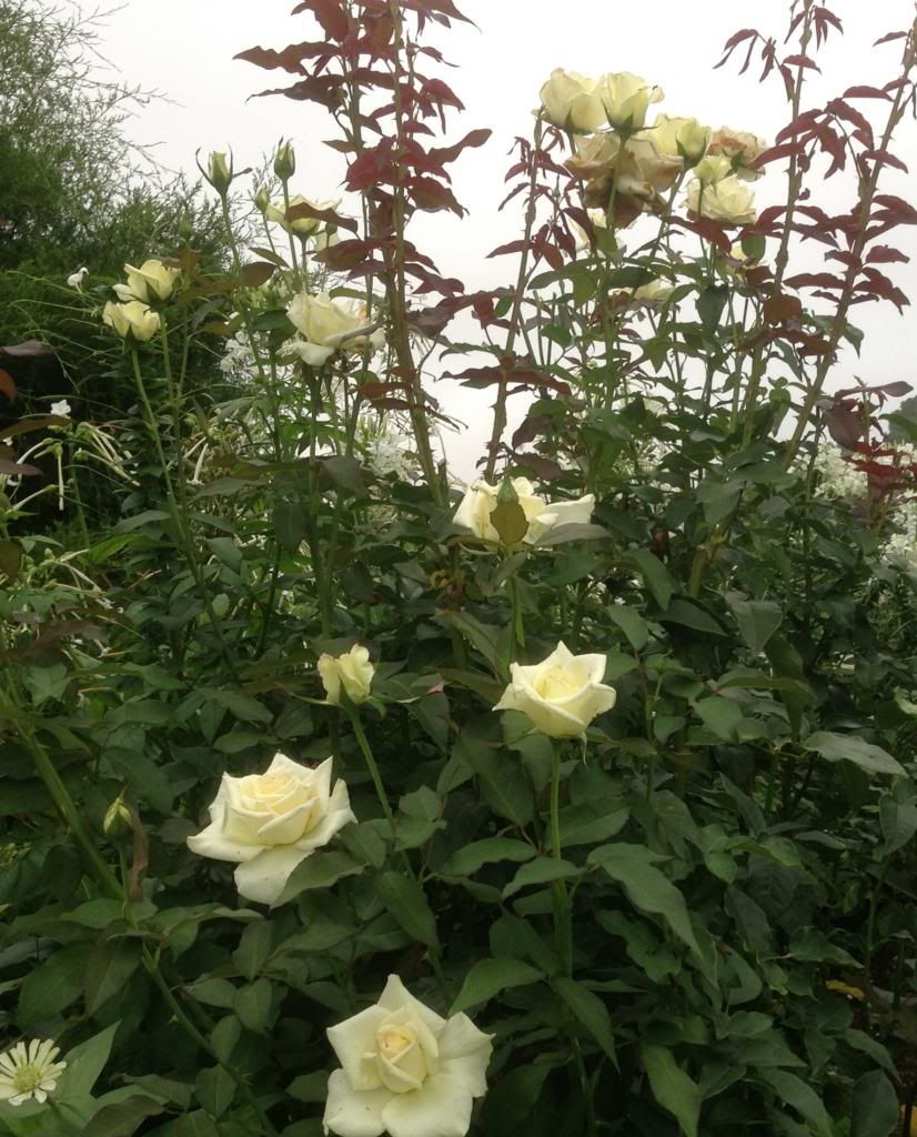  photo zzzjfk0817_zpsbdbc85a1.jpg