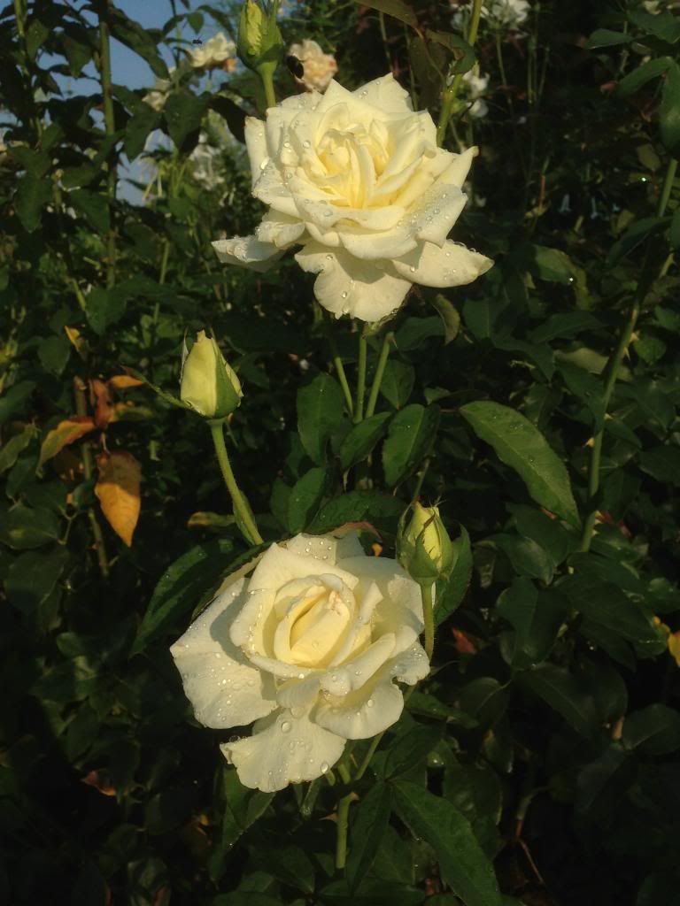  photo zzzjfk0904a_zps1e7aa132.jpg