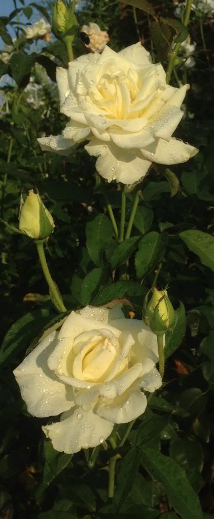  photo zzzjfk0904b_zps2b9166bd.jpg