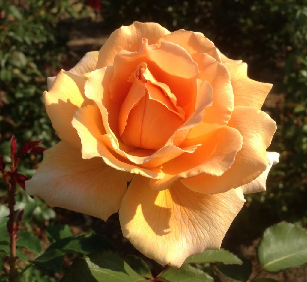  photo zzzjj0907b_zpse9ecc39e.jpg