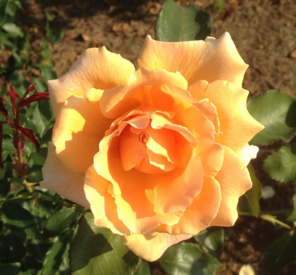  photo zzzjj0907f_zps8a1ab751.jpg