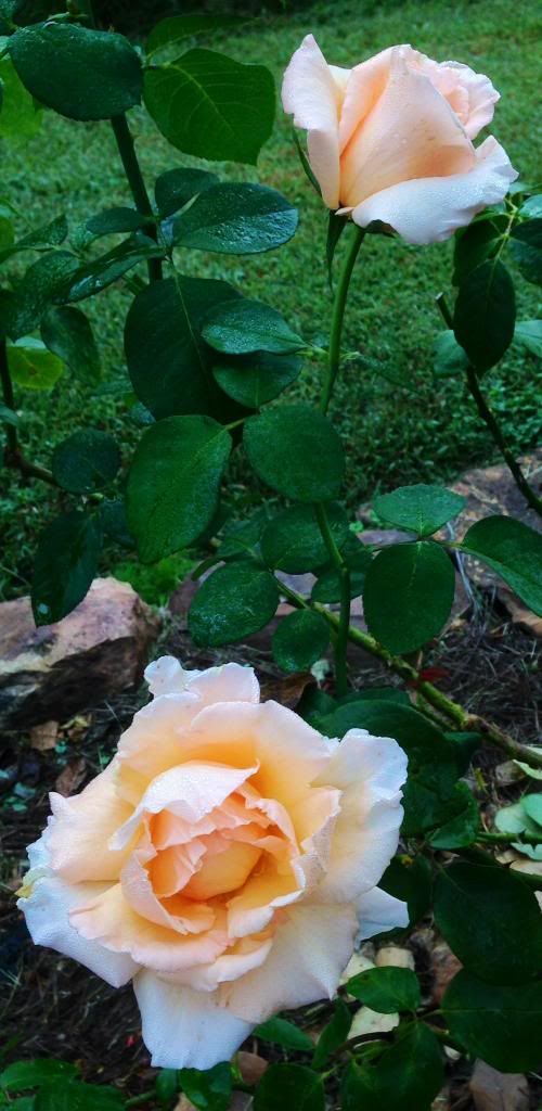  photo zzzjj1002b_zps834d14b8.jpg