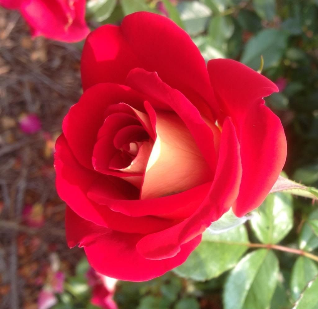  photo zzzkm0907a_zps50c762af.jpg