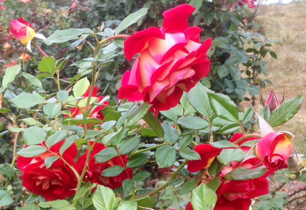  photo zzzkm1016c_zps3fd7a98d.jpg