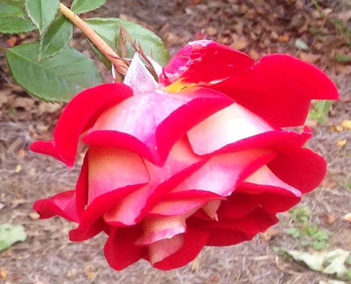  photo zzzkm1016d_zpsb7476d42.jpg