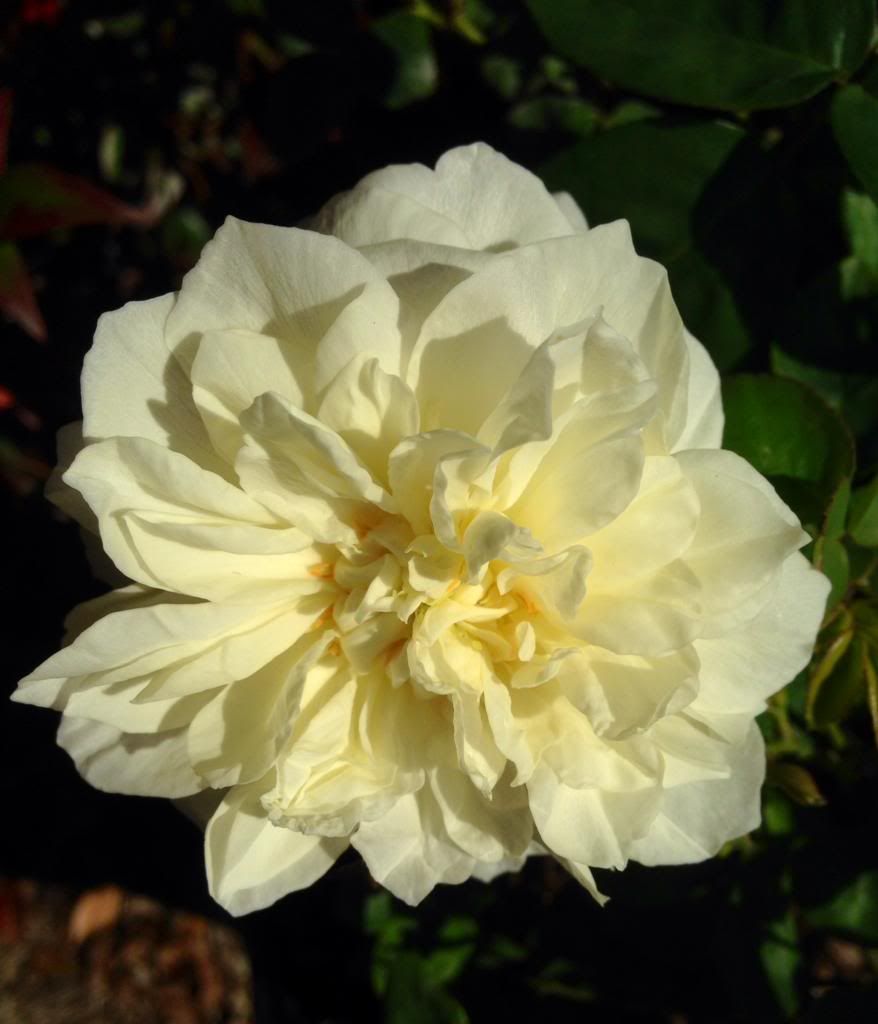  photo zzzkpv1101c_zps6852cccc.jpg