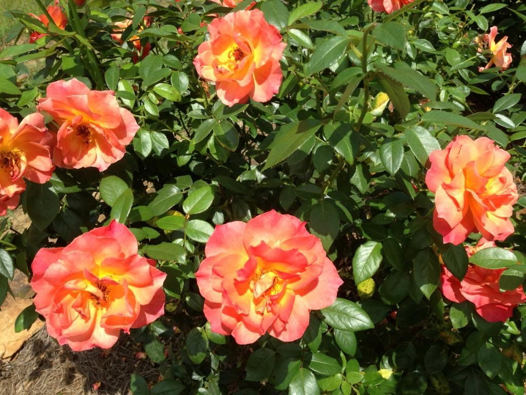 "Marmalade Skies" roses are pink/white instead of orange!