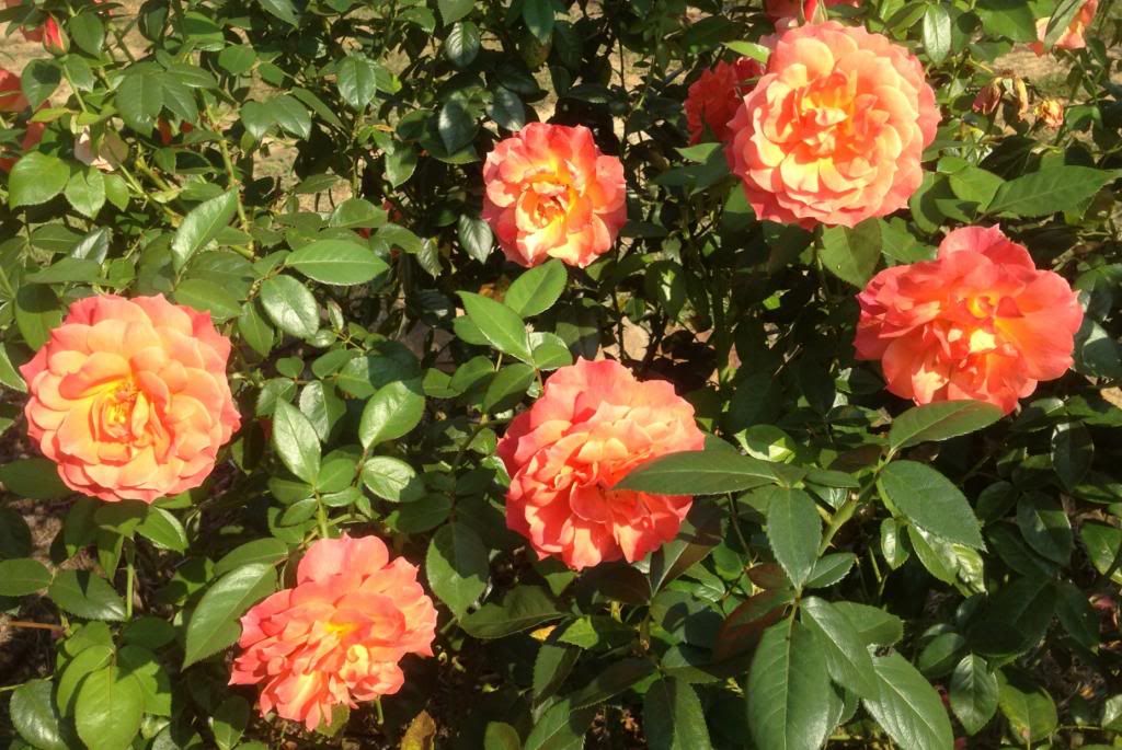  photo zzzle0908_zpsba8cd8d6.jpg