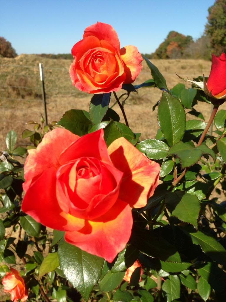 photo zzzle1110_zps748c35bd.jpg