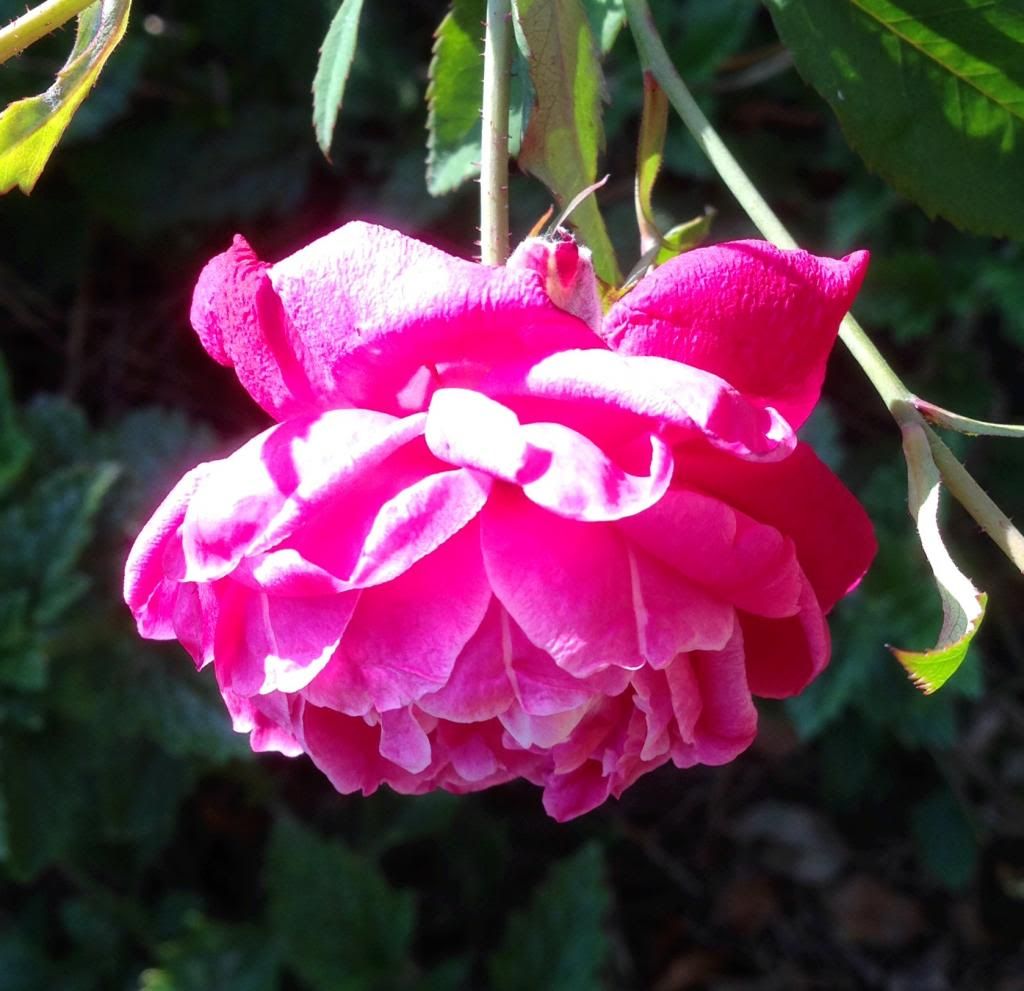  photo zzzlouis1011_zps3fdc9cbc.jpg